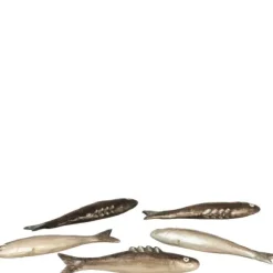5 Dollhouse Salmon